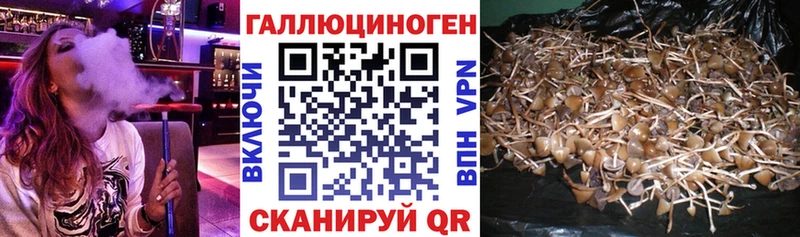 Псилоцибиновые грибы Psilocybe  как найти   Лангепас 